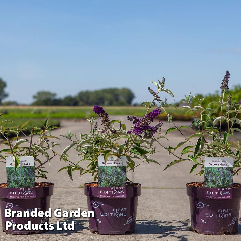 Buddleia Davidii 'groovy Grape' - View 11 from www redcrocus com