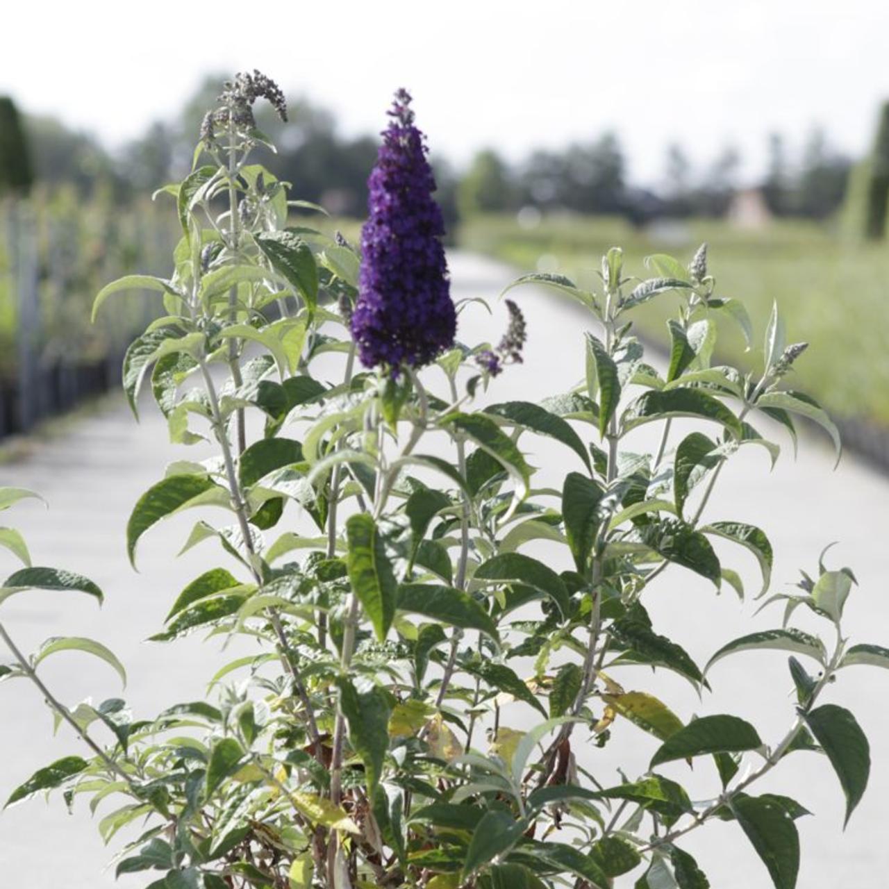 Buddleia Davidii 'groovy Grape' - View 12 from www redcrocus com