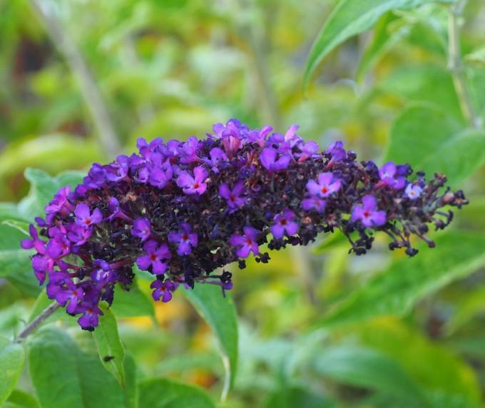 Buddleia Davidii 'groovy Grape' - View 13 from www redcrocus com