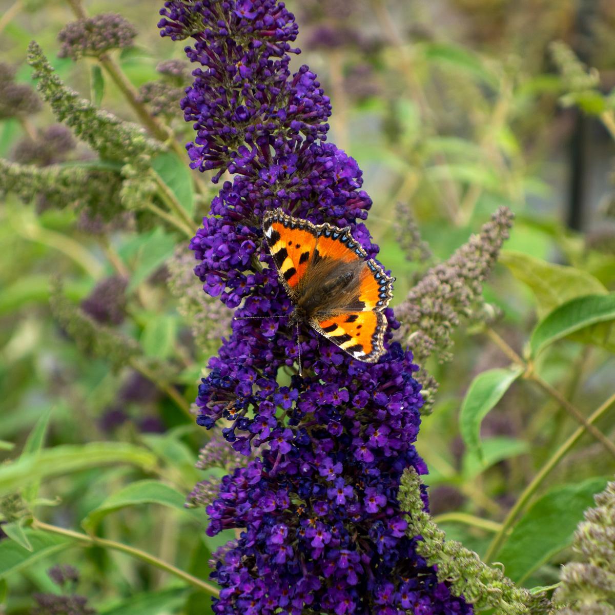 Buddleia Davidii 'groovy Grape' - View 14 from www redcrocus com