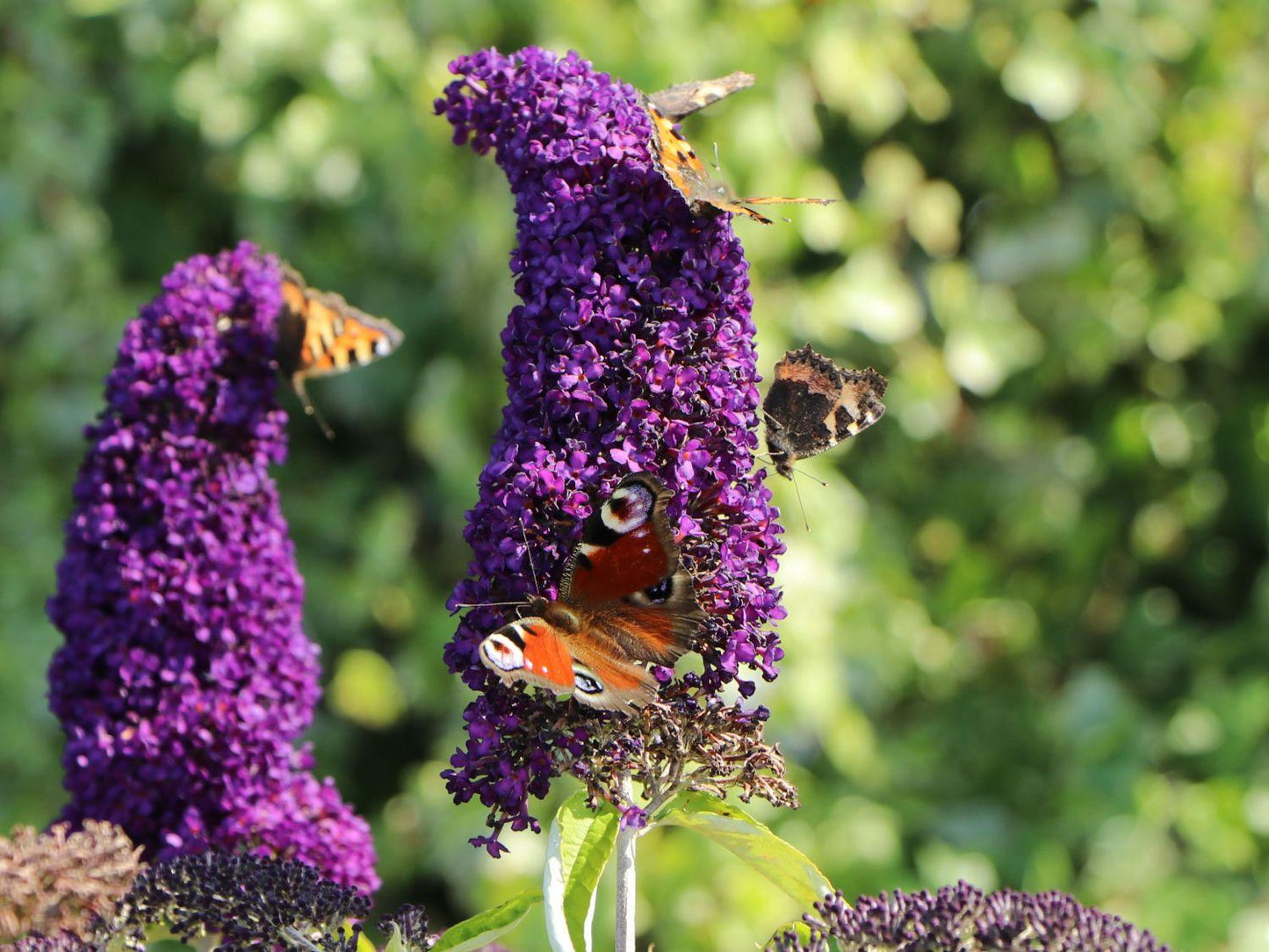 Buddleia Davidii 'groovy Grape' - View 16 from www redcrocus com