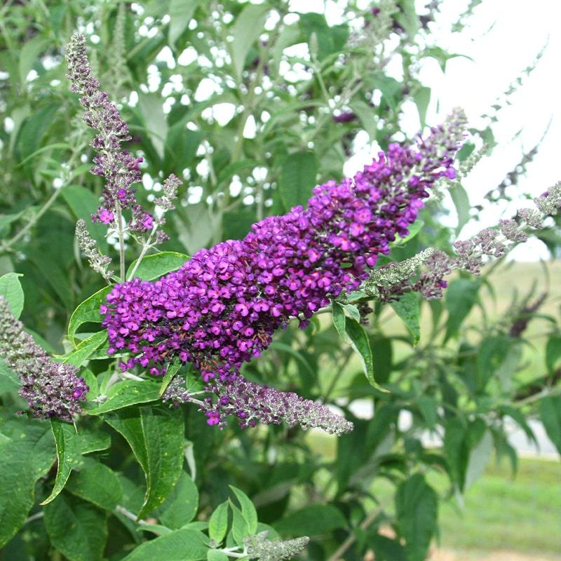 Buddleia Davidii 'groovy Grape' - View 2 from www redcrocus com