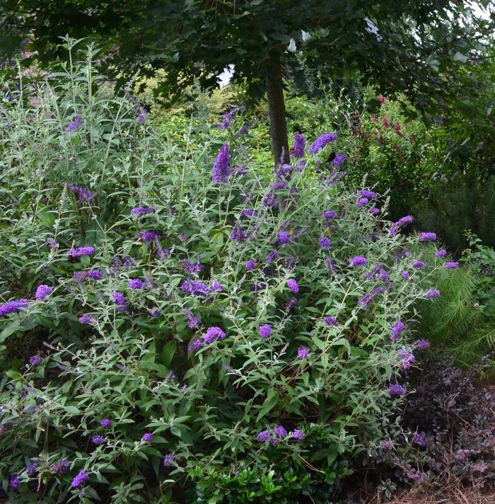 Buddleia Davidii 'groovy Grape' - View 3 from www redcrocus com