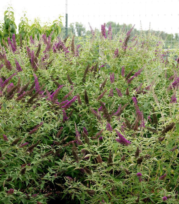 Buddleia Davidii 'groovy Grape' - View 4 from www redcrocus com