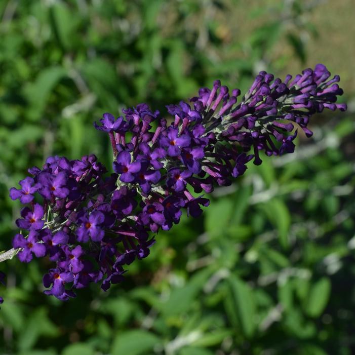 Buddleia Davidii 'groovy Grape' - View 5 from www redcrocus com