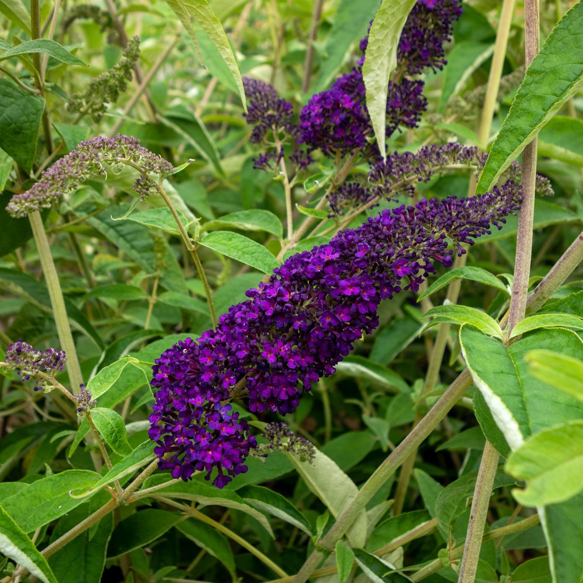 Buddleia Davidii 'groovy Grape' - View 7 from www redcrocus com