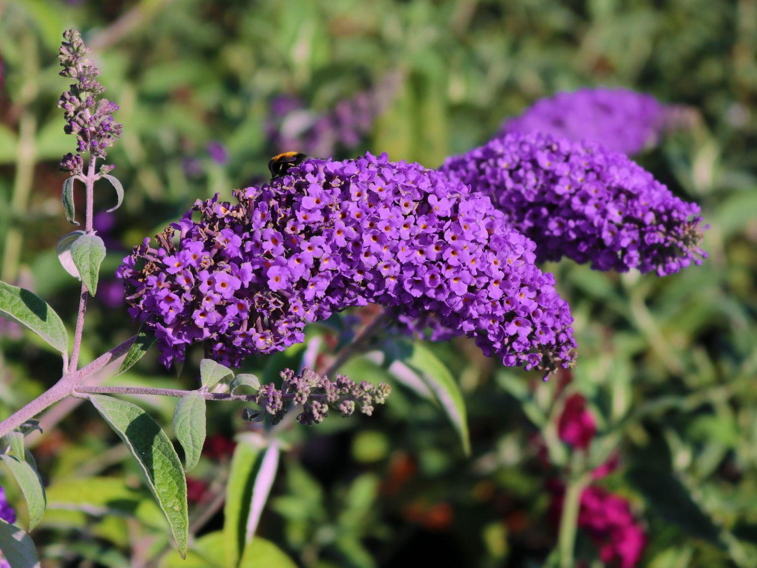Buddleia Davidii 'groovy Grape' - View 9 from www redcrocus com