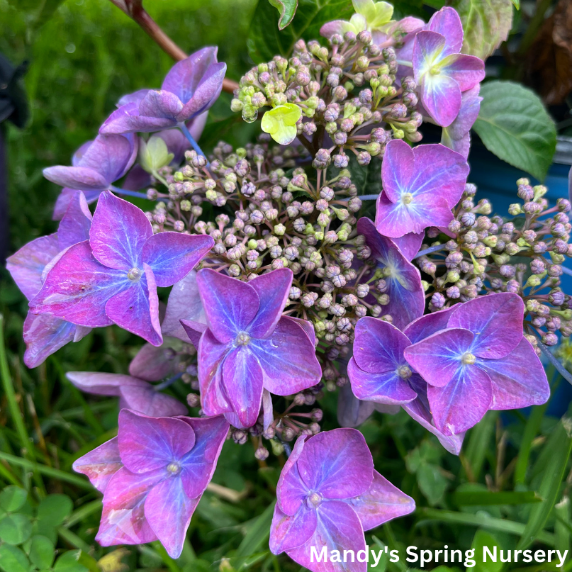 Hydrangea Macrophylla Pop Star - View 12 from www redcrocus com