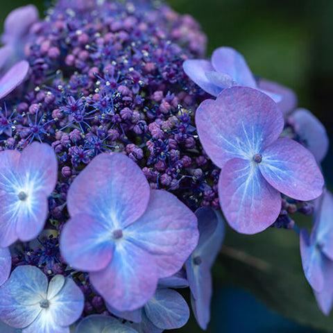 Hydrangea Macrophylla Pop Star - View 16 from www redcrocus com