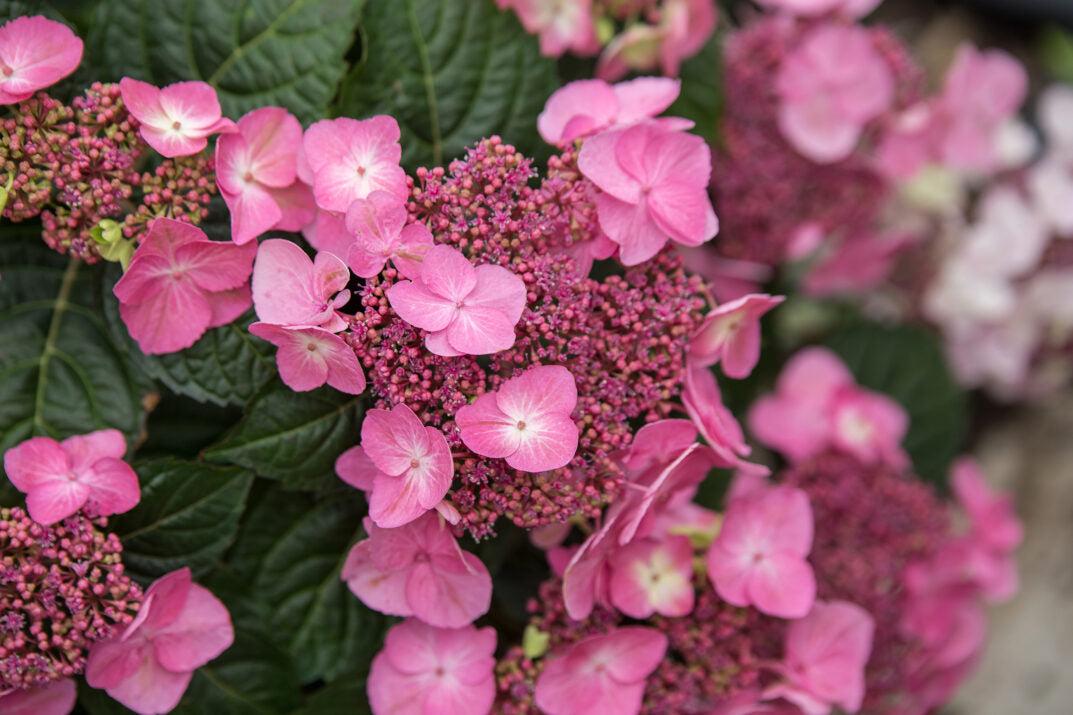 Hydrangea Macrophylla Pop Star - View 17 from www redcrocus com