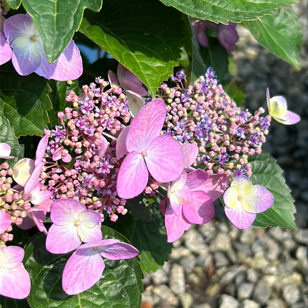 Hydrangea Macrophylla Pop Star - View 19 from www redcrocus com