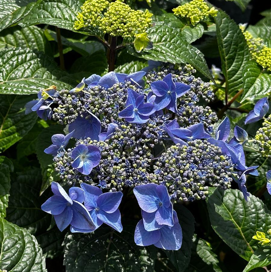 Hydrangea Macrophylla Pop Star - View 4 from www redcrocus com