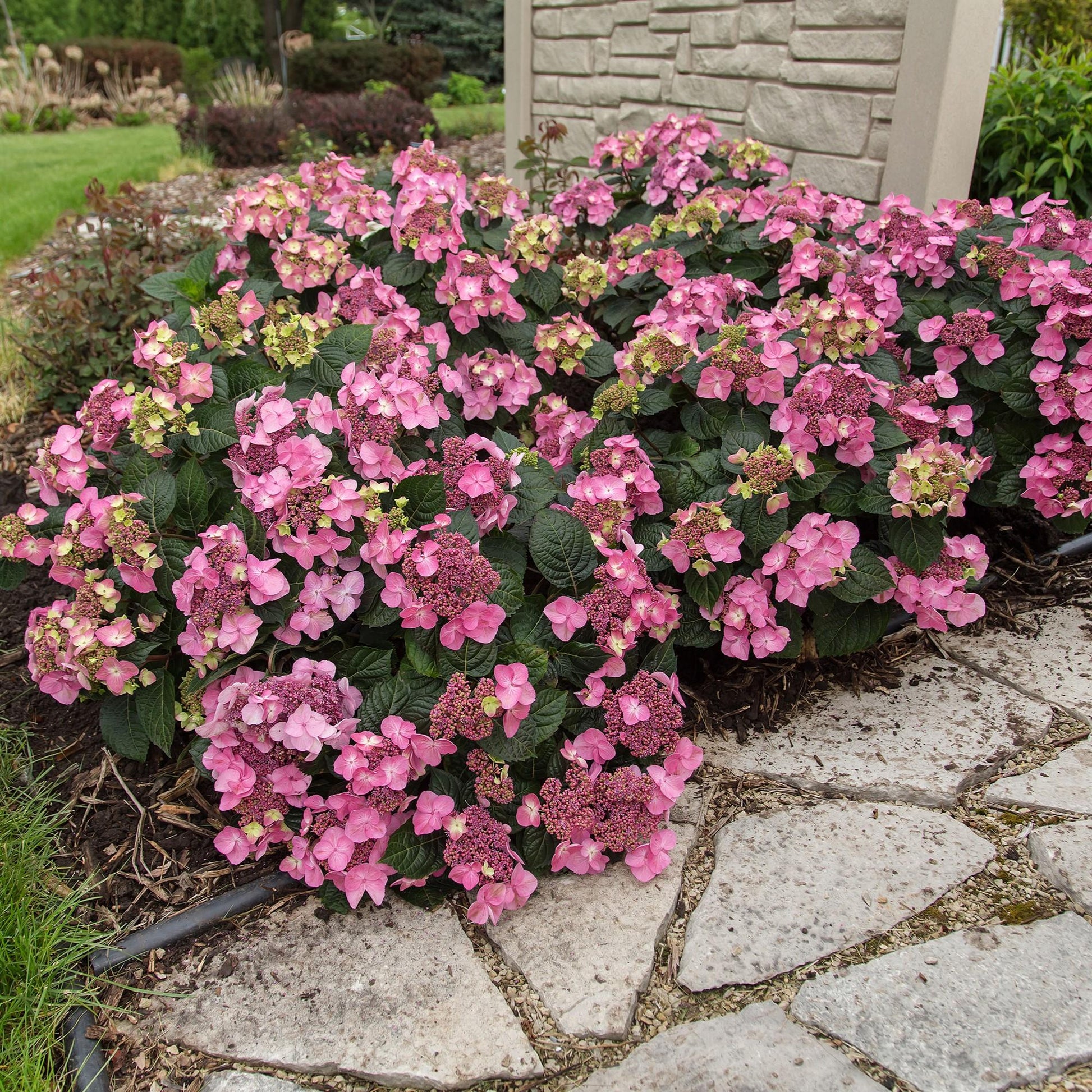 Hydrangea Macrophylla Pop Star - View 5 from www redcrocus com