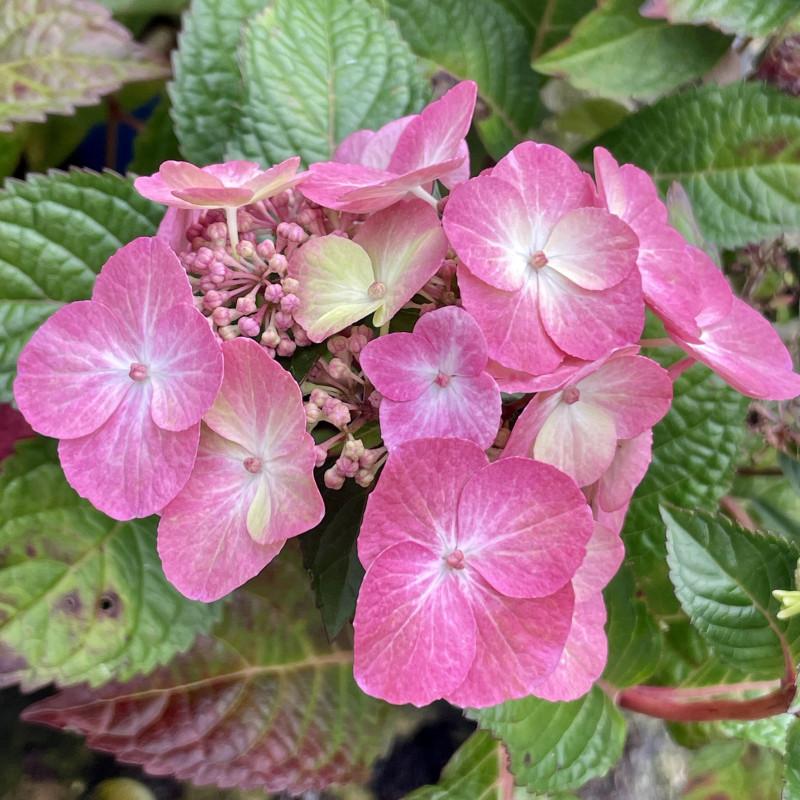 Hydrangea Macrophylla Pop Star - View 6 from www redcrocus com