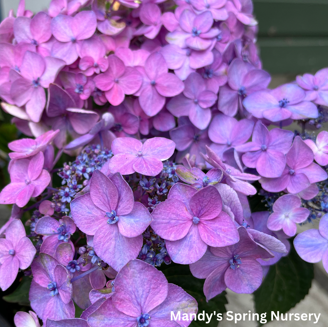 Hydrangea Macrophylla Pop Star - View 7 from www redcrocus com