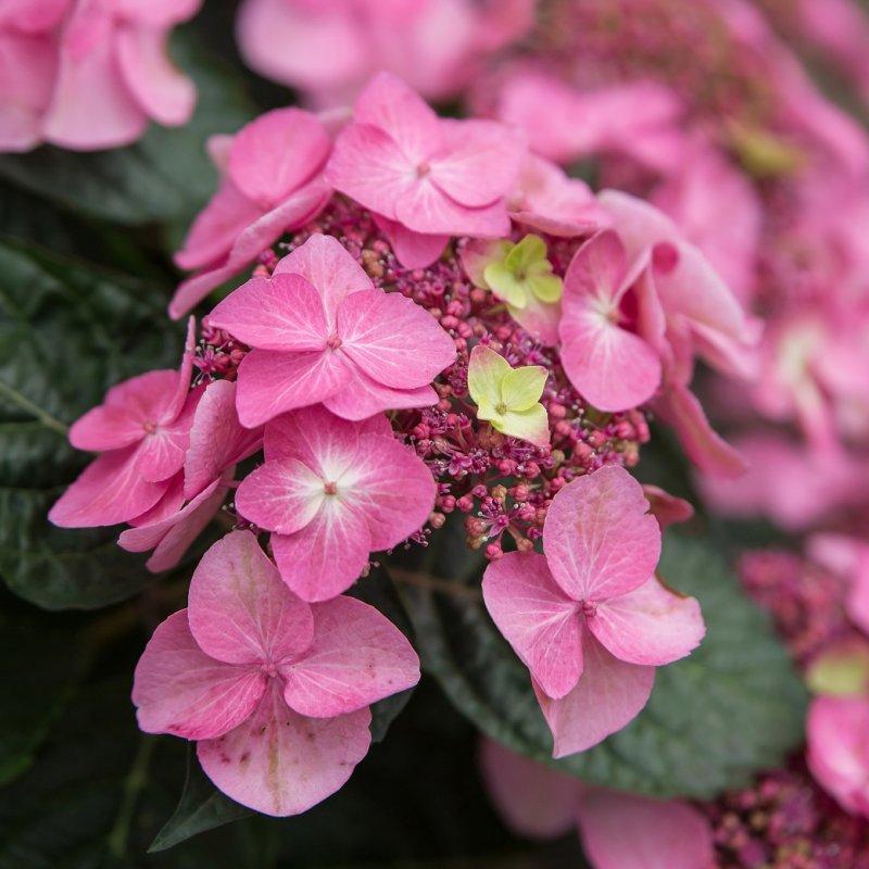 Hydrangea Macrophylla Pop Star - View 7 from www redcrocus com
