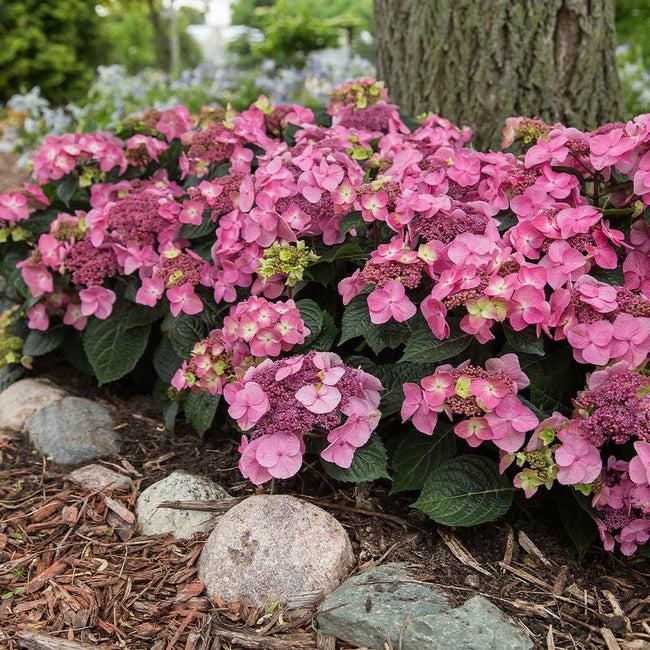 Hydrangea Macrophylla Pop Star - View 8 from www redcrocus com