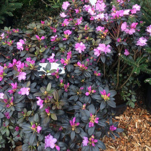 Rhododendron Pjm Compact - View 10 from www redcrocus com