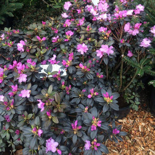 Rhododendron Pjm Compact - View 10 from www redcrocus com
