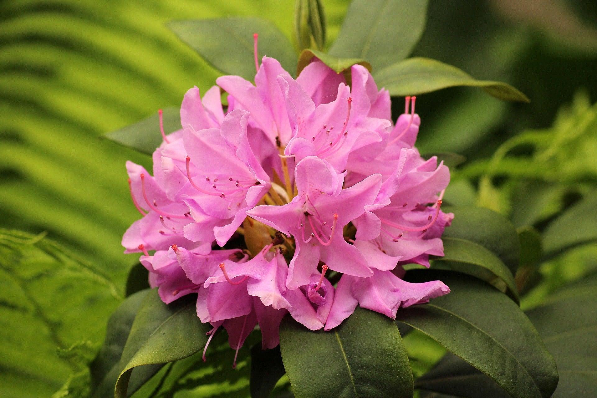 Rhododendron Pjm Compact - View 11 from www redcrocus com