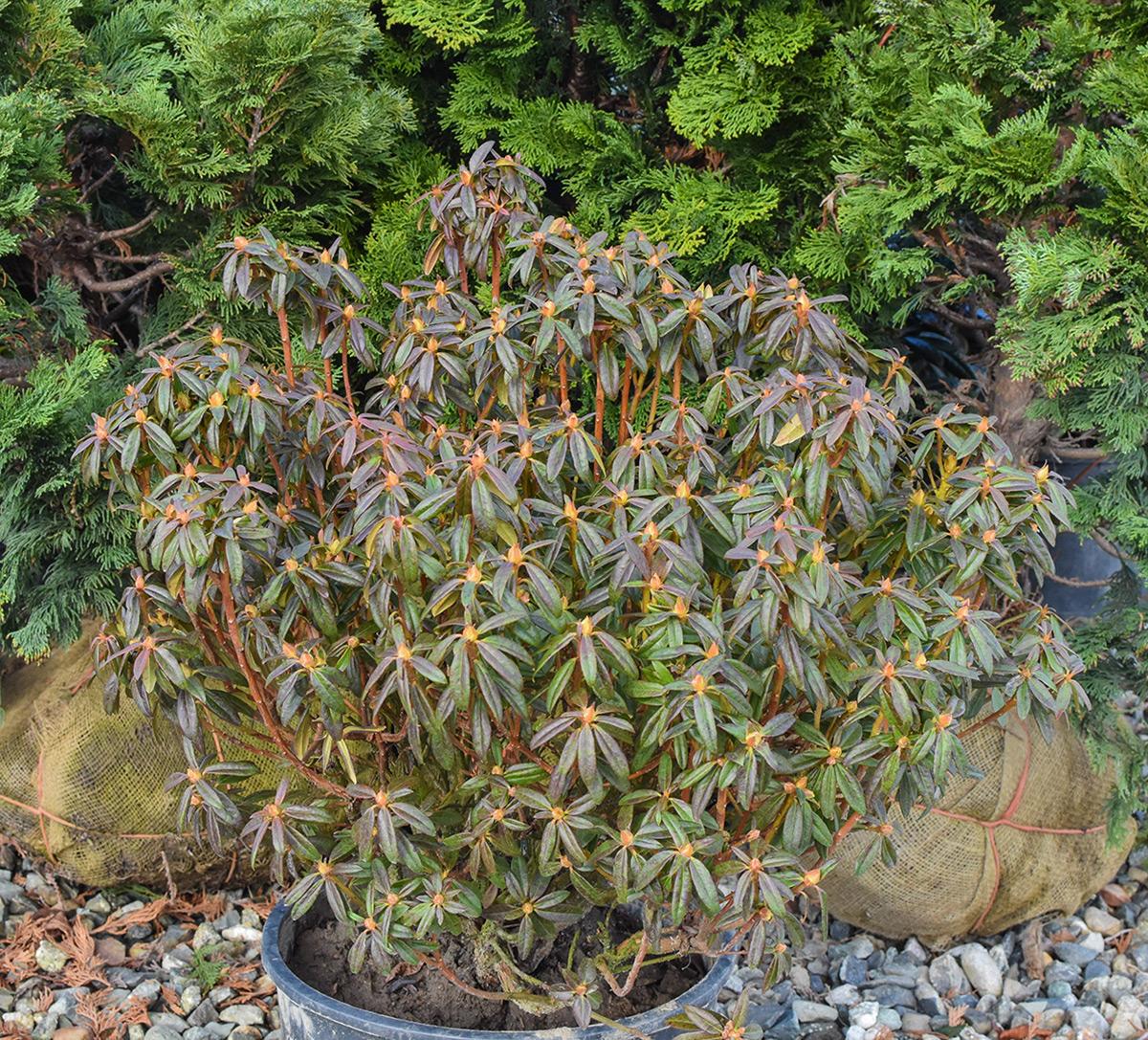 Rhododendron Pjm Compact - View 12 from www redcrocus com