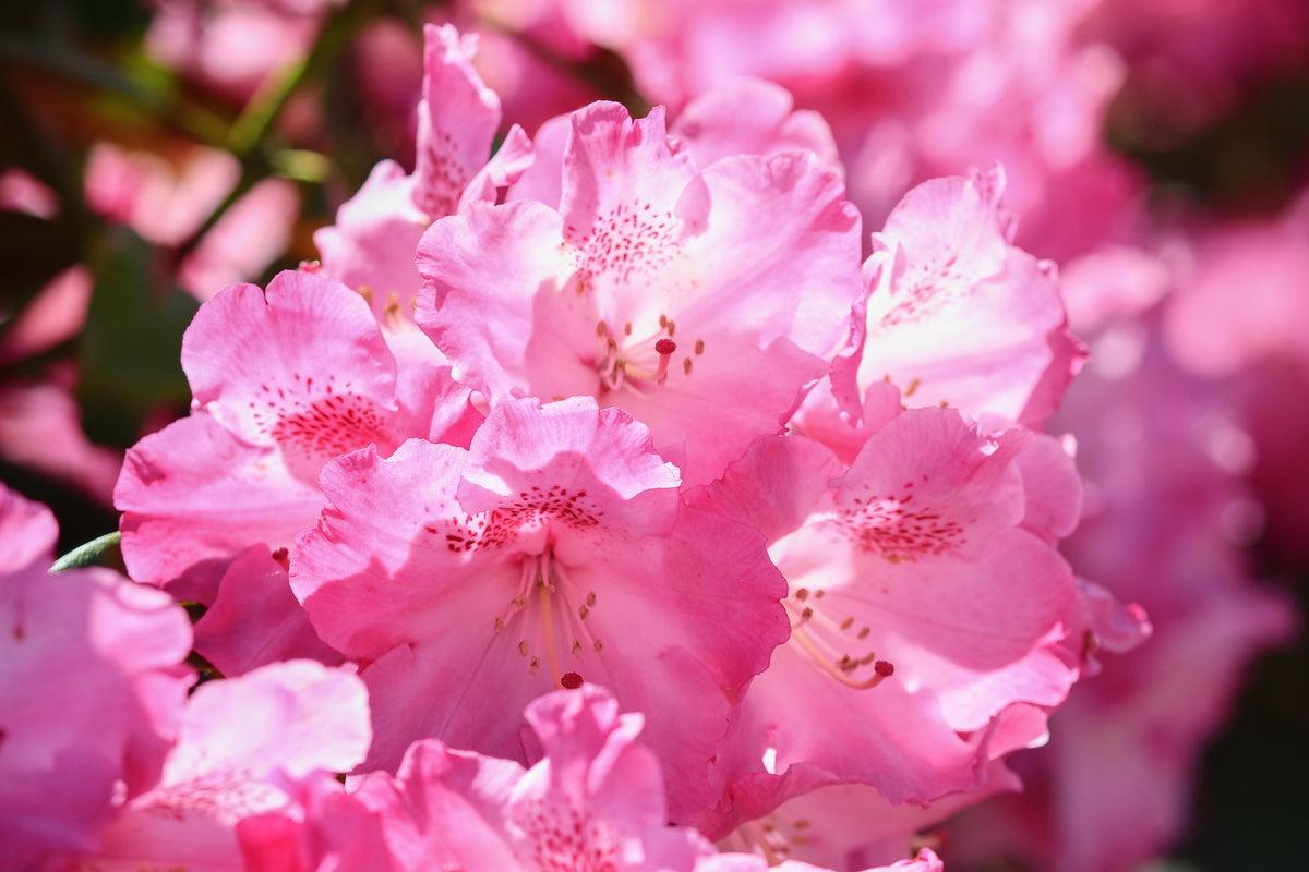 Rhododendron Pjm Compact - View 14 from www redcrocus com