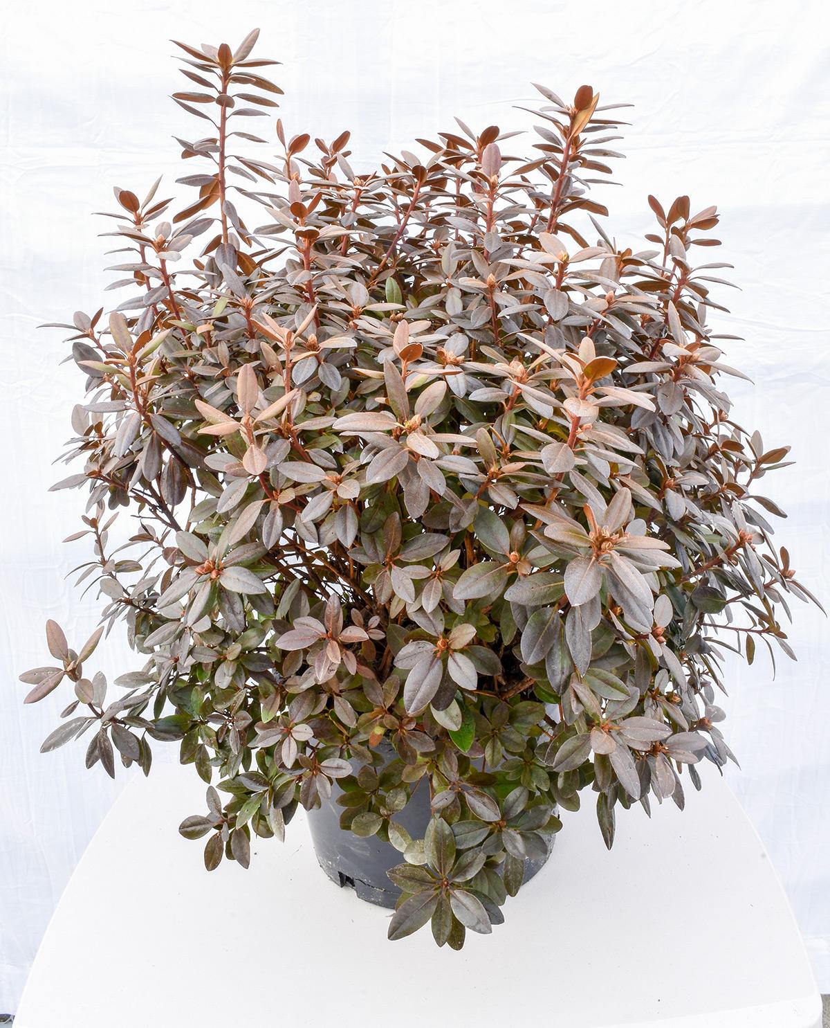 Rhododendron Pjm Compact - View 15 from www redcrocus com