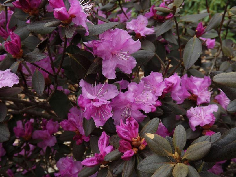 Rhododendron Pjm Compact - View 16 from www redcrocus com