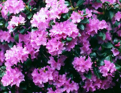 Rhododendron Pjm Compact - View 17 from www redcrocus com