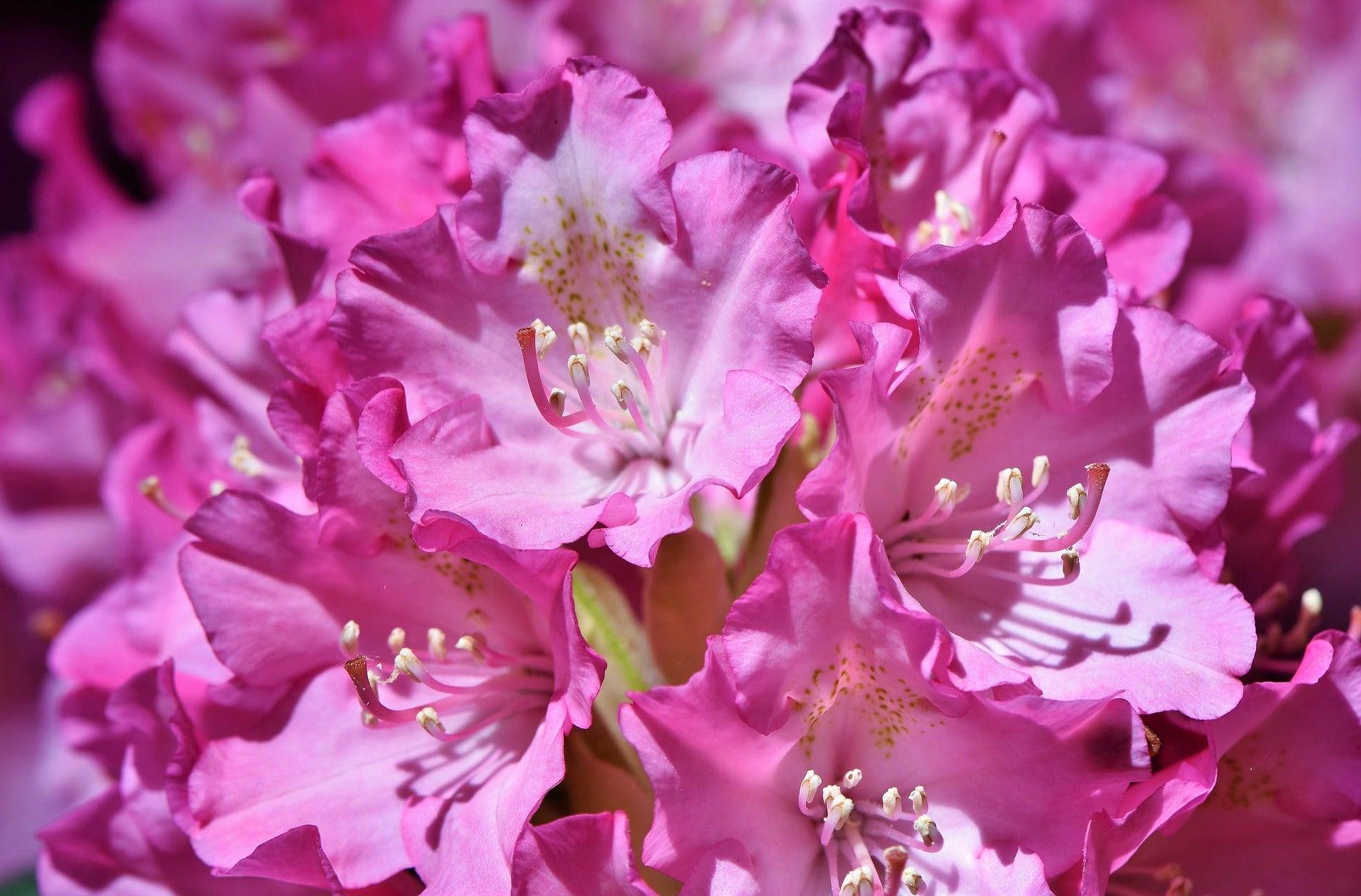 Rhododendron Pjm Compact - View 18 from www redcrocus com