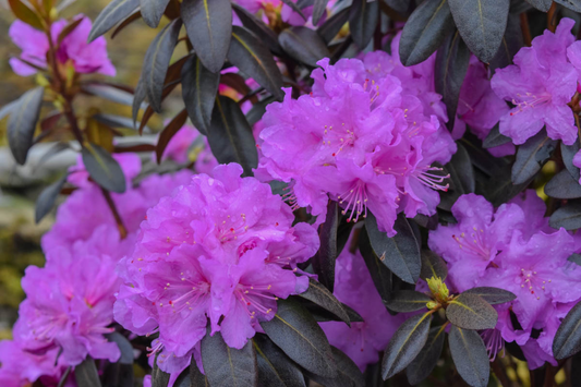 Rhododendron Pjm Compact - View 1 from www redcrocus com