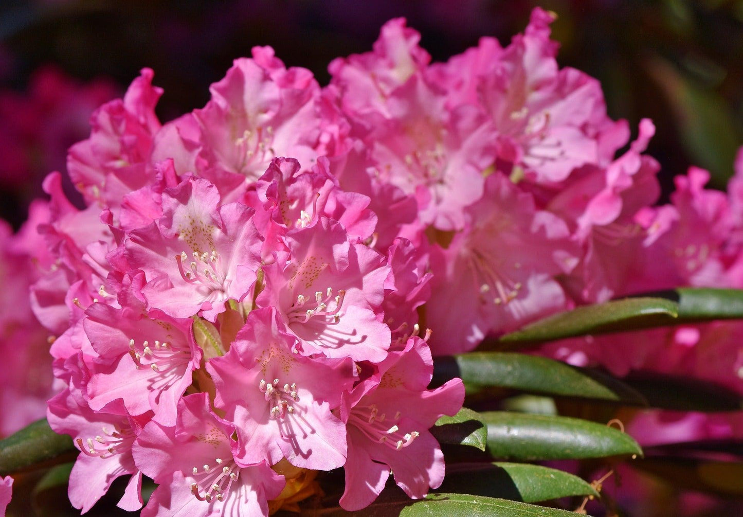 Rhododendron Pjm Compact - View 2 from www redcrocus com