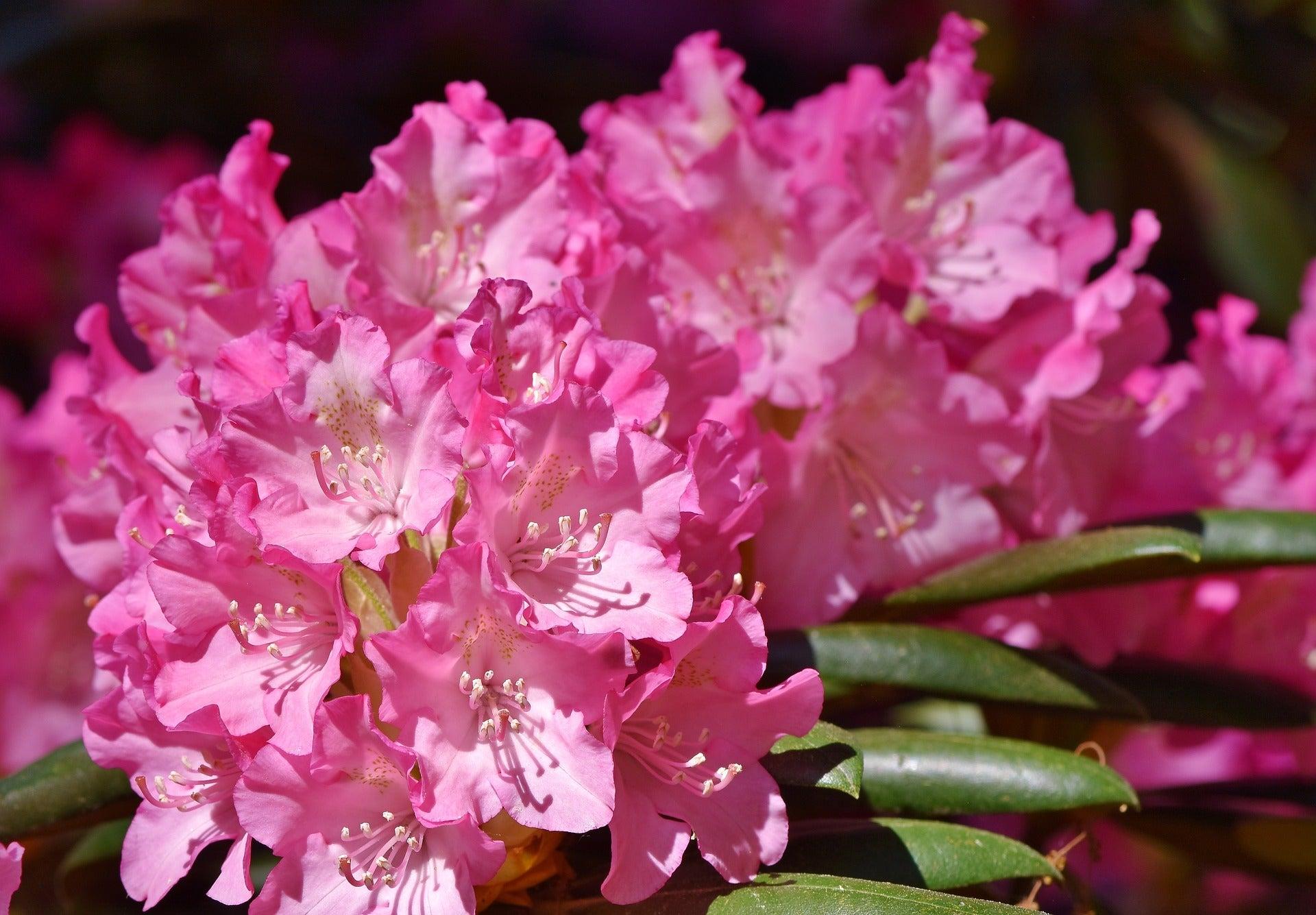 Rhododendron Pjm Compact - View 2 from www redcrocus com