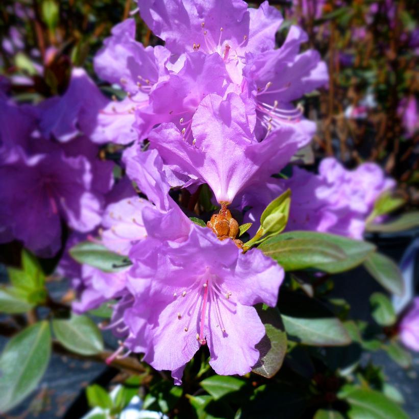 Rhododendron Pjm Compact - View 3 from www redcrocus com