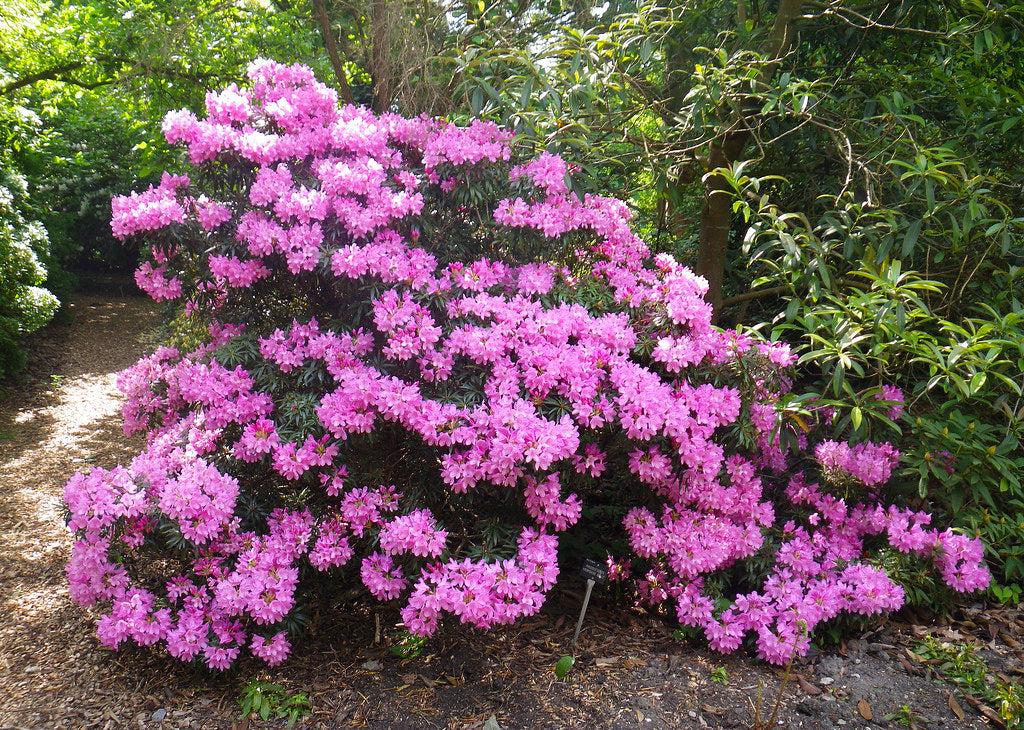 Rhododendron Pjm Compact - View 5 from www redcrocus com