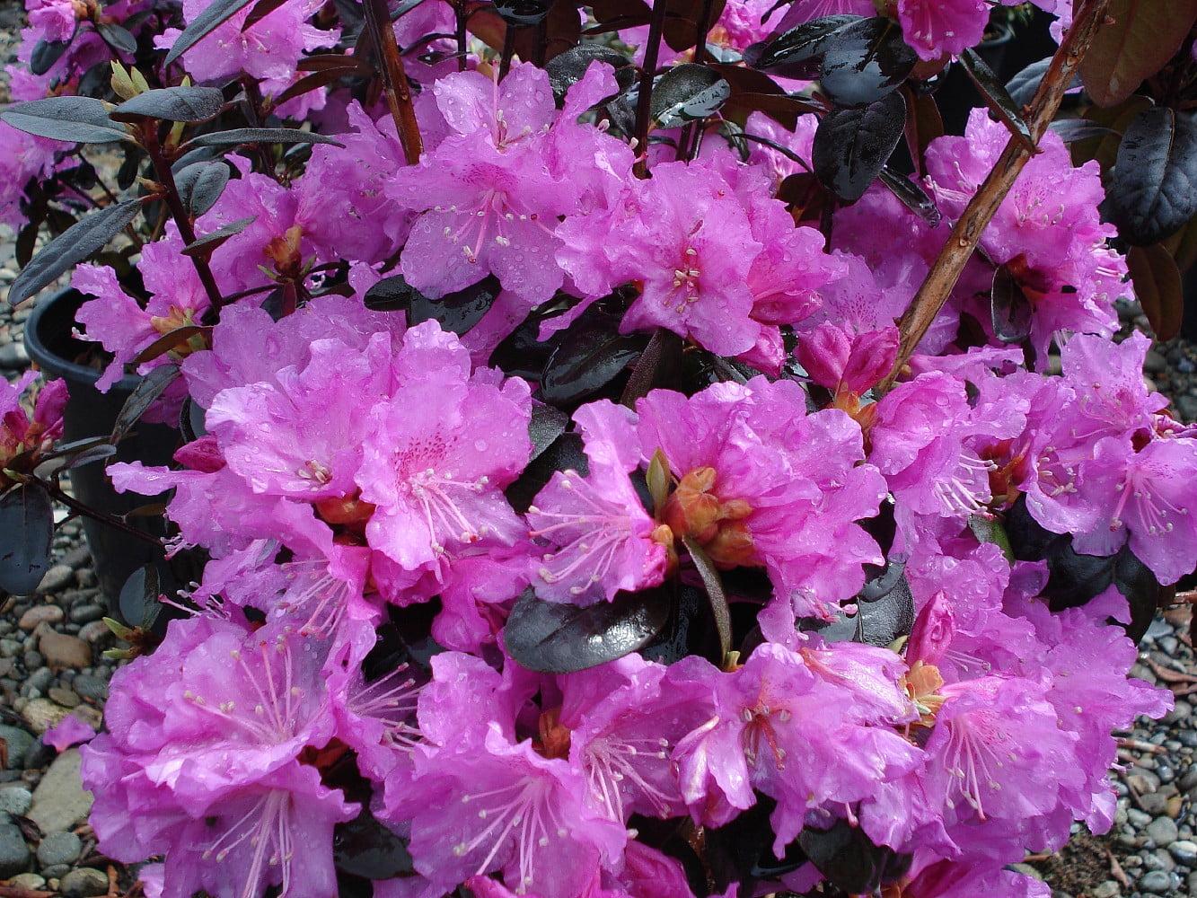 Rhododendron Pjm Compact - View 6 from www redcrocus com