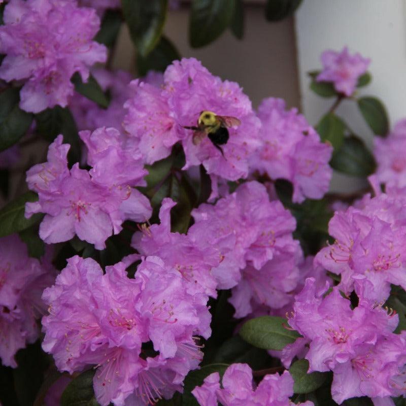Rhododendron Pjm Compact - View 7 from www redcrocus com