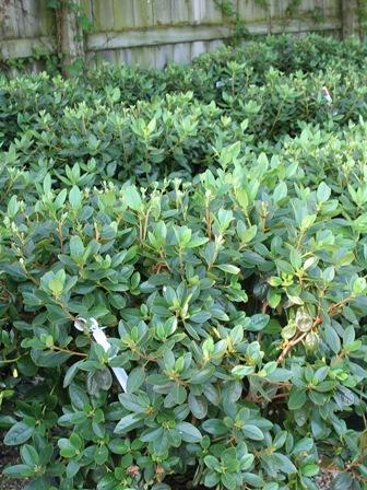 Rhododendron Pjm Compact - View 9 from www redcrocus com