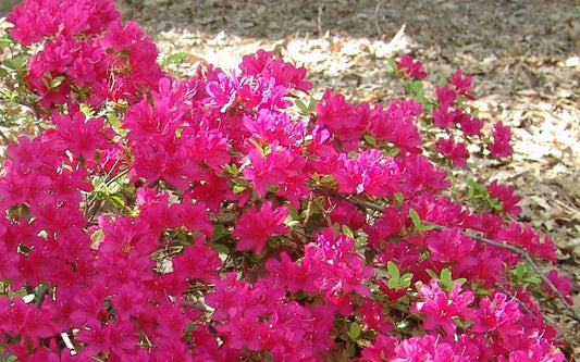 Azalea Autumn Sundance Encore - View 1 from www redcrocus com