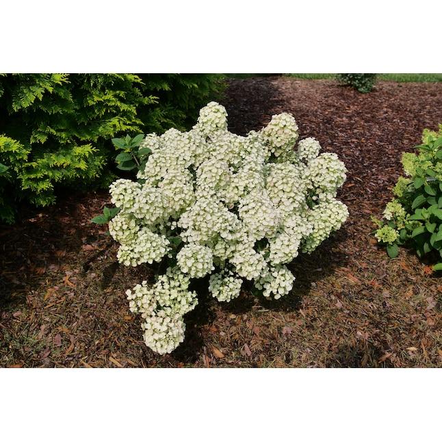 Hydrangea Paniculata 'tiny Quick Fire' - View 13 from www redcrocus com