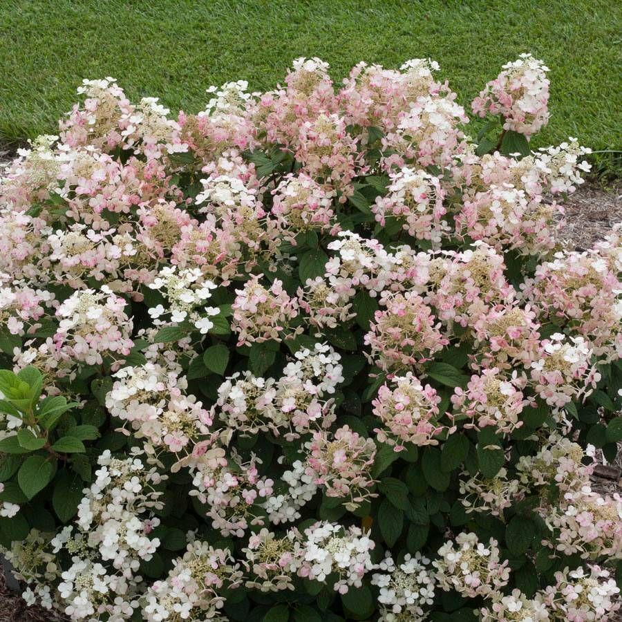Hydrangea Paniculata 'tiny Quick Fire' - View 14 from www redcrocus com
