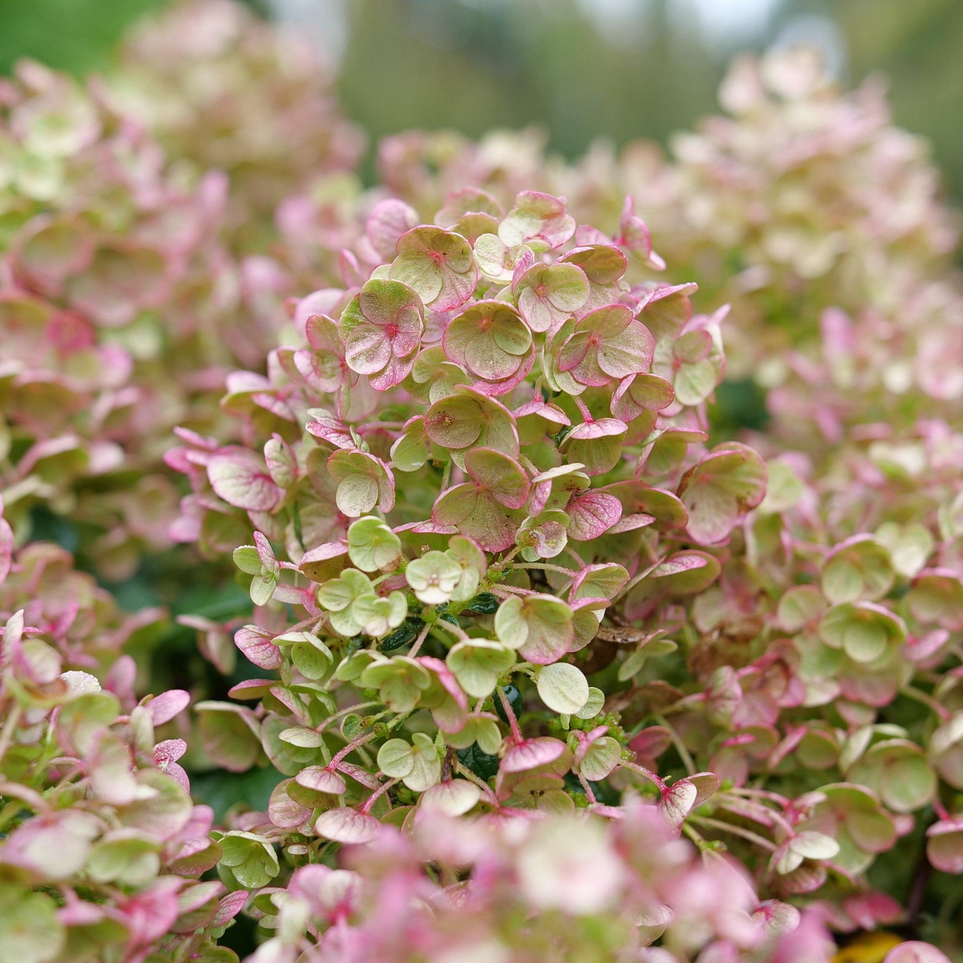 Hydrangea Paniculata 'tiny Quick Fire' - View 15 from www redcrocus com