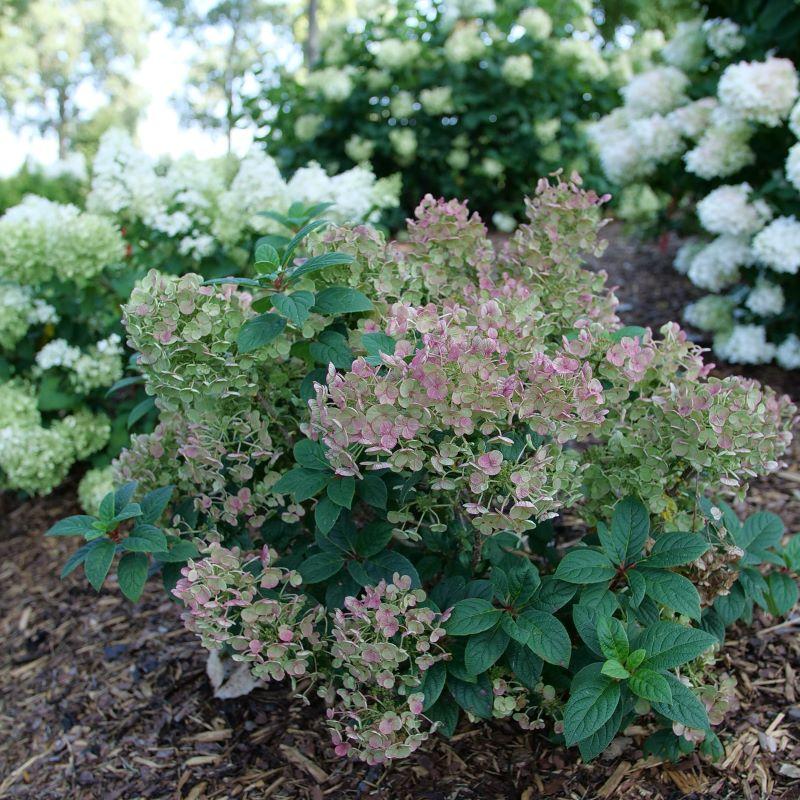 Hydrangea Paniculata 'tiny Quick Fire' - View 16 from www redcrocus com