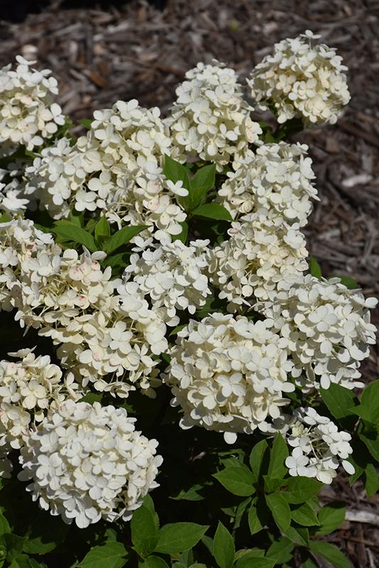 Hydrangea Paniculata 'tiny Quick Fire' - View 19 from www redcrocus com