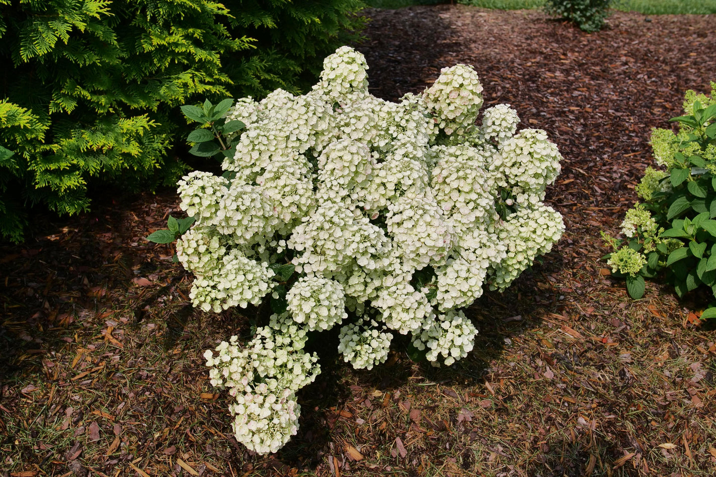 Hydrangea Paniculata 'tiny Quick Fire' - View 1 from www redcrocus com