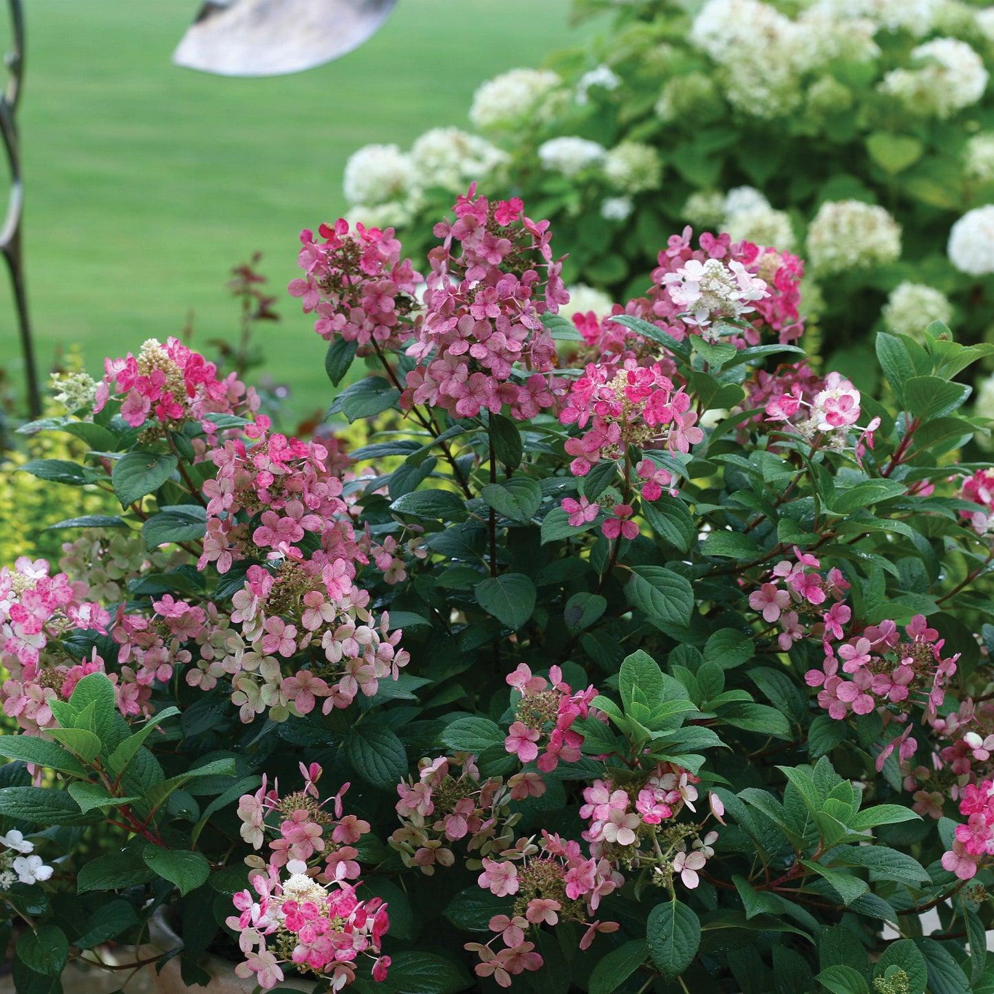Hydrangea Paniculata 'tiny Quick Fire' - View 20 from www redcrocus com