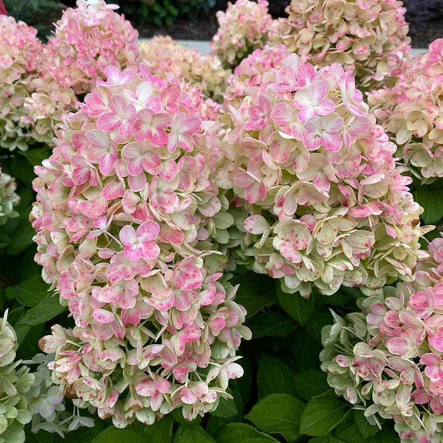 Hydrangea Paniculata 'tiny Quick Fire' - View 2 from www redcrocus com