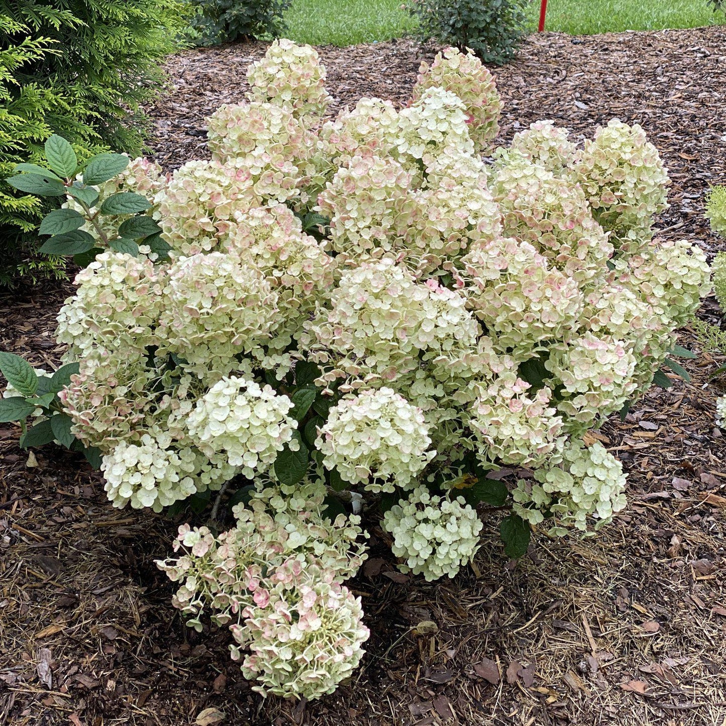 Hydrangea Paniculata 'tiny Quick Fire' - View 3 from www redcrocus com