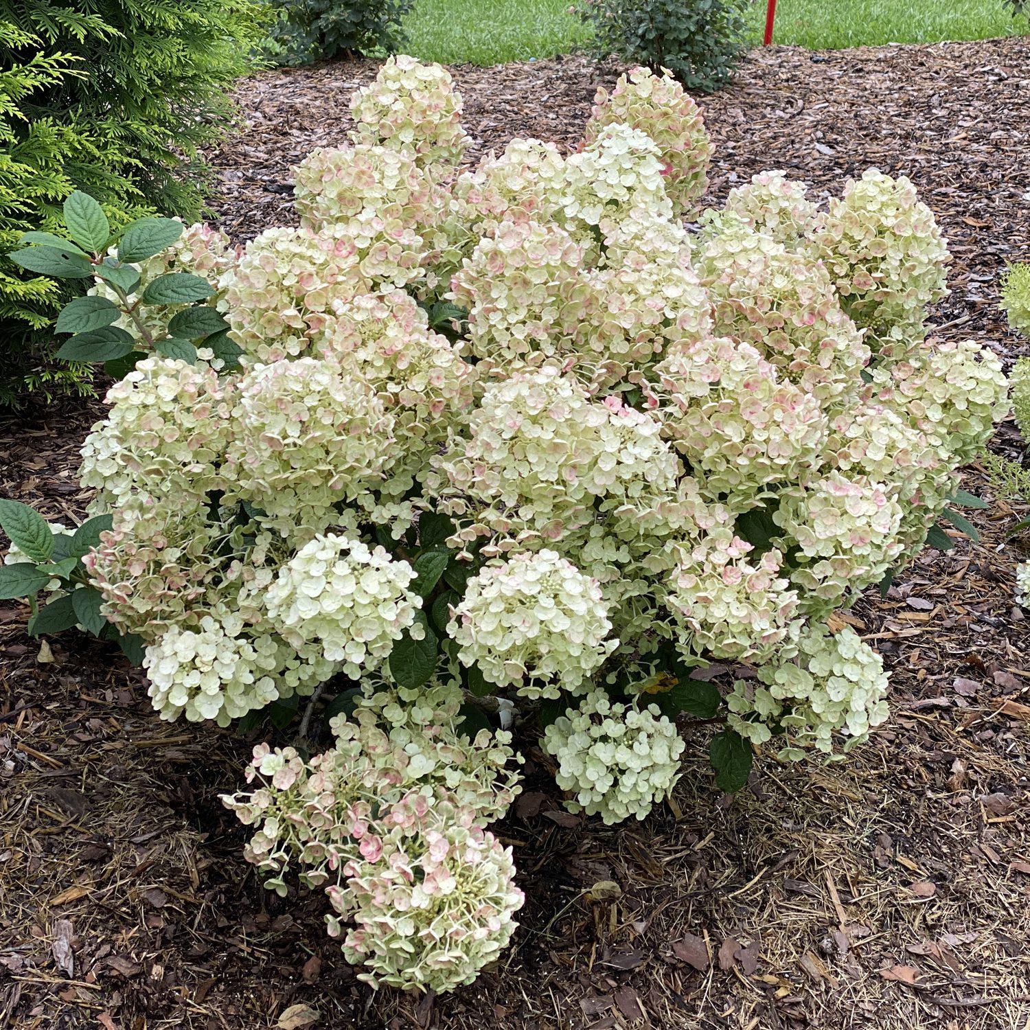 Hydrangea Paniculata 'tiny Quick Fire' - View 3 from www redcrocus com