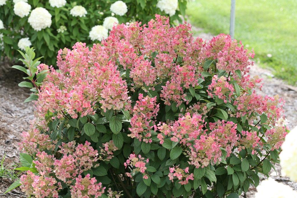 Hydrangea Paniculata 'tiny Quick Fire' - View 4 from www redcrocus com